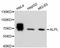 Alkaline Phosphatase, Biomineralization Associated antibody, abx125291, Abbexa, Western Blot image 