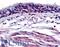 Aryl Hydrocarbon Receptor antibody, LS-A3017, Lifespan Biosciences, Immunohistochemistry paraffin image 