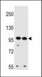 WD Repeat Domain 3 antibody, PA5-48391, Invitrogen Antibodies, Western Blot image 