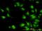 Interleukin 1 Receptor Associated Kinase 1 antibody, orb89630, Biorbyt, Immunofluorescence image 