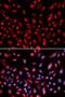 Claudin 11 antibody, LS-C332193, Lifespan Biosciences, Immunofluorescence image 