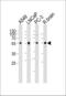 ADA1D antibody, 61-046, ProSci, Western Blot image 