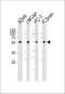 Adrenoceptor Alpha 1D antibody, 61-046, ProSci, Western Blot image 