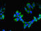 Inosine Monophosphate Dehydrogenase 2 antibody, LS-C211097, Lifespan Biosciences, Immunofluorescence image 