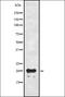 Interleukin 25 antibody, orb335338, Biorbyt, Western Blot image 