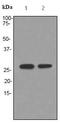 Apolipoprotein M antibody, ab91656, Abcam, Western Blot image 