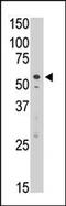 Sialic Acid Binding Ig Like Lectin 7 antibody, 58-414, ProSci, Western Blot image 