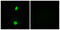 Lysine Acetyltransferase 5 antibody, LS-C117824, Lifespan Biosciences, Immunofluorescence image 