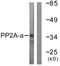 Protein Phosphatase 2 Catalytic Subunit Alpha antibody, LS-C117698, Lifespan Biosciences, Western Blot image 