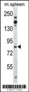 TCDD Inducible Poly(ADP-Ribose) Polymerase antibody, 63-317, ProSci, Western Blot image 