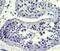 Undifferentiated Embryonic Cell Transcription Factor 1 antibody, 14-9849-82, Invitrogen Antibodies, Immunohistochemistry frozen image 
