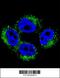 Adaptor Related Protein Complex 1 Subunit Mu 1 antibody, 56-192, ProSci, Immunofluorescence image 