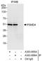 Proteasome 26S Subunit, Non-ATPase 4 antibody, A303-856A, Bethyl Labs, Immunoprecipitation image 