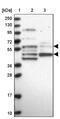 IQ Motif Containing B1 antibody, PA5-59829, Invitrogen Antibodies, Western Blot image 