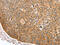 Tripartite Motif Containing 62 antibody, CSB-PA559643, Cusabio, Immunohistochemistry frozen image 