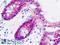 Aldo-Keto Reductase Family 7 Member A3 antibody, LS-B8967, Lifespan Biosciences, Immunohistochemistry frozen image 