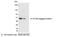 His tag antibody, 18812P, QED Bioscience, Western Blot image 