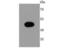 Myogenic Differentiation 1 antibody, NBP2-66966, Novus Biologicals, Western Blot image 