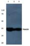 TNFRSF1A Associated Via Death Domain antibody, GTX66633, GeneTex, Western Blot image 