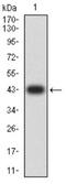 BCL2 Like 10 antibody, NBP2-61704, Novus Biologicals, Western Blot image 