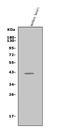 Tripartite Motif Containing 63 antibody, A02016-2, Boster Biological Technology, Western Blot image 