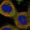 LMTD1 antibody, NBP1-92017, Novus Biologicals, Immunofluorescence image 