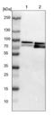 Splicing Factor 1 antibody, NBP1-86835, Novus Biologicals, Western Blot image 