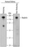 NPHS1 Adhesion Molecule, Nephrin antibody, AF4269, R&D Systems, Western Blot image 