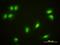 Cryptochrome Circadian Regulator 1 antibody, orb94633, Biorbyt, Immunofluorescence image 