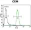 DISC1 Scaffold Protein antibody, abx028313, Abbexa, Western Blot image 