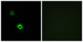 Galanin Receptor 3 antibody, abx015289, Abbexa, Western Blot image 