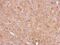 RIO Kinase 3 antibody, PA5-28585, Invitrogen Antibodies, Immunohistochemistry frozen image 