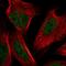 NSE4 Homolog A, SMC5-SMC6 Complex Component antibody, HPA044872, Atlas Antibodies, Immunofluorescence image 