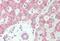 Sprouty RTK Signaling Antagonist 2 antibody, MBS248417, MyBioSource, Immunohistochemistry paraffin image 