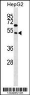 Family With Sequence Similarity 83 Member A antibody, 58-202, ProSci, Western Blot image 
