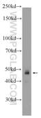 Zinc Finger Protein 785 antibody, 25588-1-AP, Proteintech Group, Western Blot image 