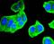 Aurora Kinase A antibody, A00246-1, Boster Biological Technology, Immunocytochemistry image 