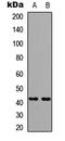 GPR120 antibody, LS-C358823, Lifespan Biosciences, Western Blot image 