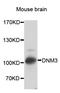 Dynamin 3 antibody, STJ29172, St John