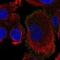 Roundabout homolog 4 antibody, NBP2-57071, Novus Biologicals, Immunofluorescence image 