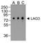 Lymphocyte Activating 3 antibody, TA355126, Origene, Western Blot image 