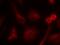 SHC Adaptor Protein 1 antibody, A00796-1, Boster Biological Technology, Immunofluorescence image 