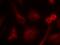 SHC-transforming protein 1 antibody, A00796-1, Boster Biological Technology, Immunofluorescence image 