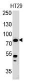 Moesin antibody, orb388445, Biorbyt, Western Blot image 