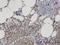 Sphingomyelin Phosphodiesterase 2 antibody, H00006610-M01, Novus Biologicals, Immunohistochemistry paraffin image 