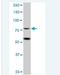 Zinc Finger And BTB Domain Containing 48 antibody, H00003104-B01P-50ug, Novus Biologicals, Western Blot image 