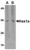 HCLS1 Associated Protein X-1 antibody, TA319819, Origene, Western Blot image 