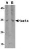 HCLS1 Associated Protein X-1 antibody, TA319819, Origene, Western Blot image 