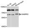 Gamma-Aminobutyric Acid Type A Receptor Rho2 Subunit antibody, abx136021, Abbexa, Western Blot image 