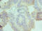 Cysteine And Serine Rich Nuclear Protein 1 antibody, LS-C378247, Lifespan Biosciences, Immunohistochemistry paraffin image 